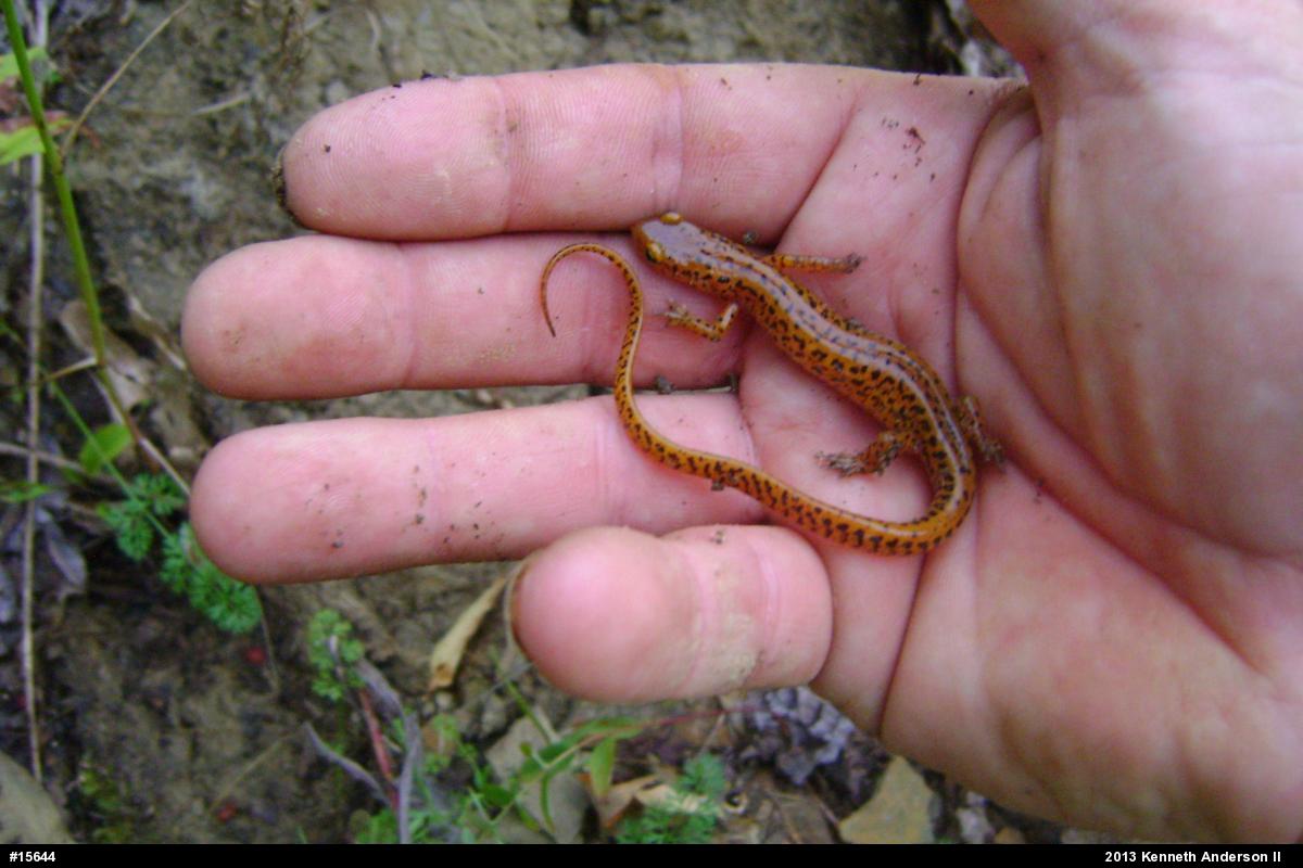 Eastern Long-tailed Salamander