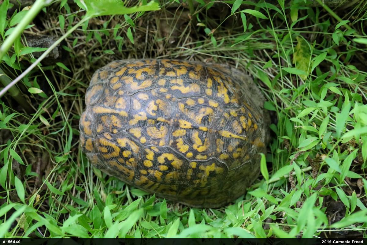 Eastern Box Turtle