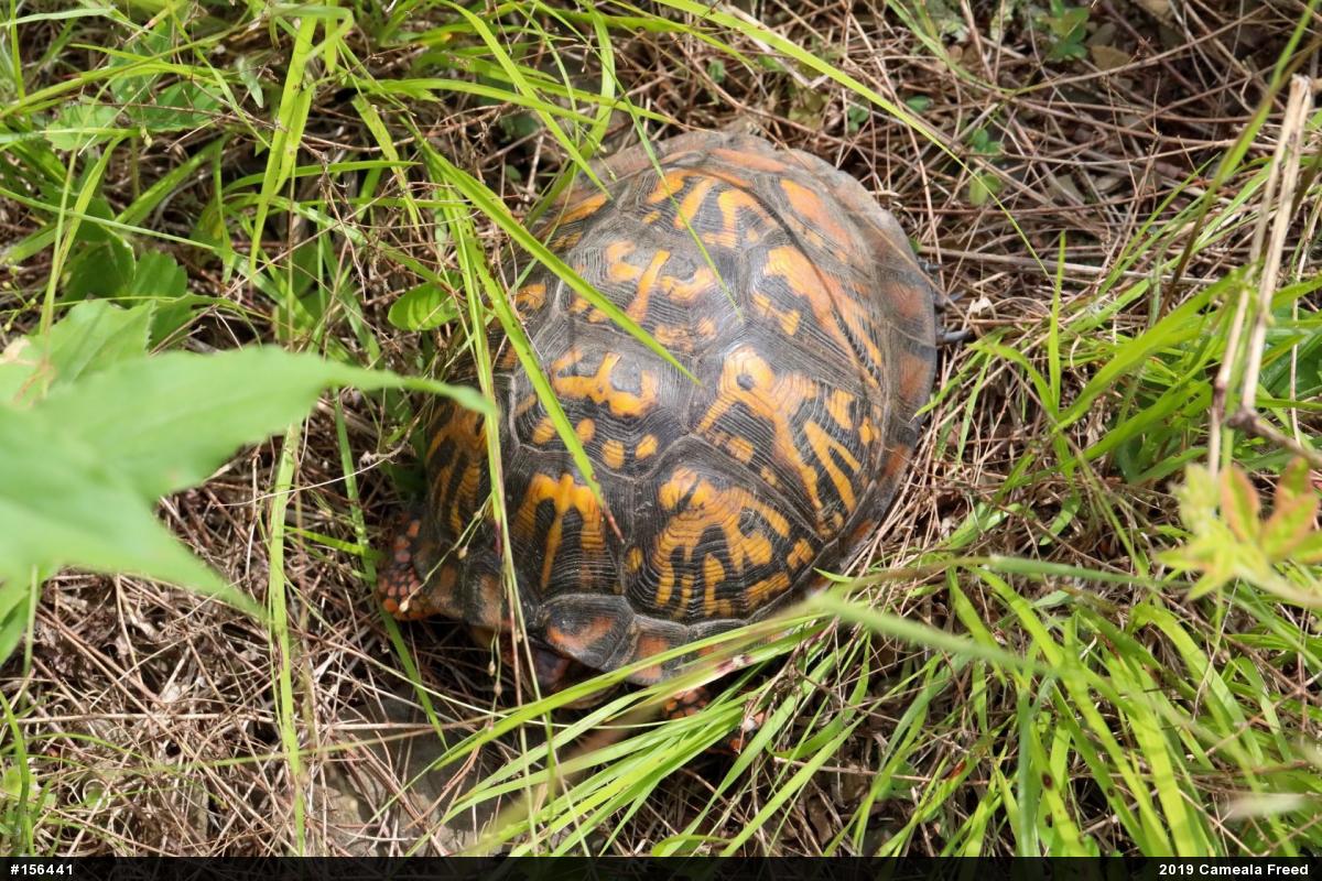 Eastern Box Turtle