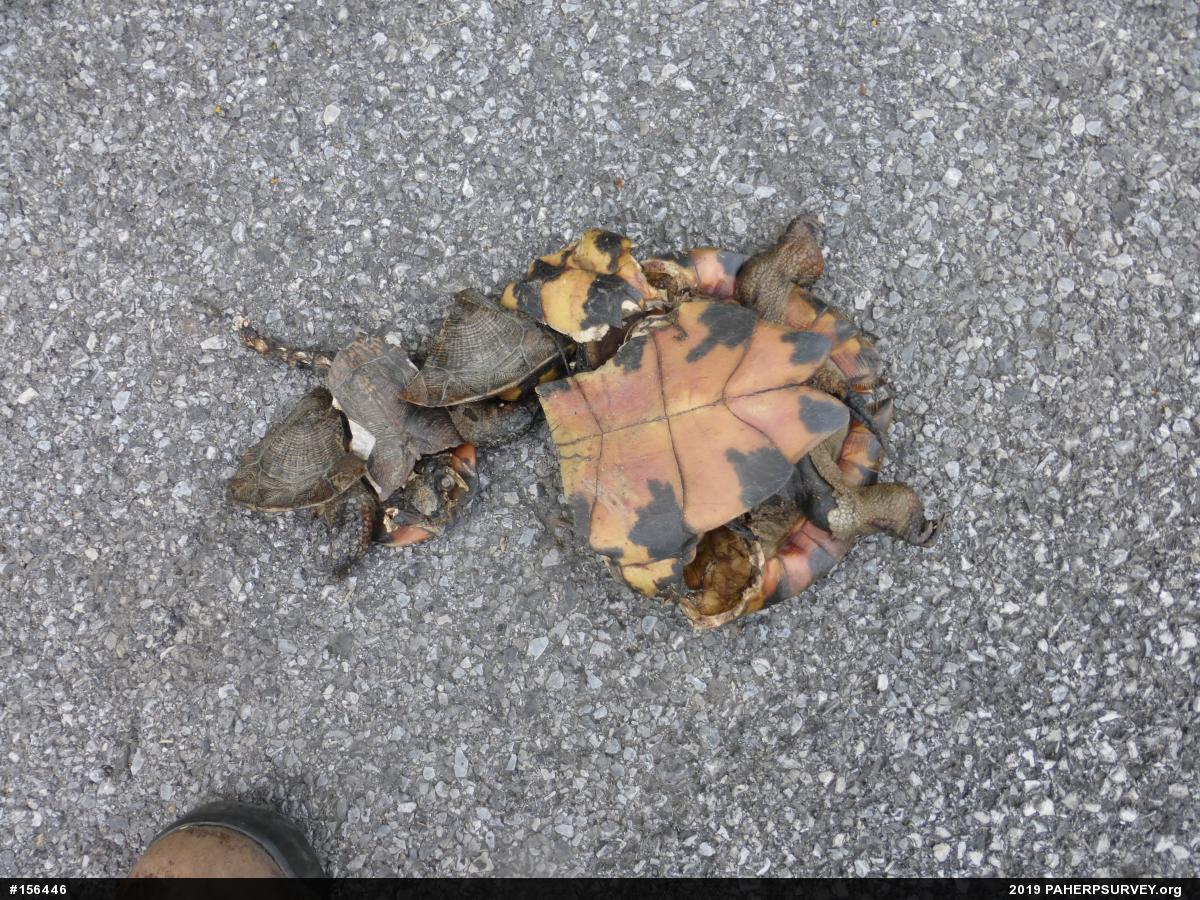Wood Turtle