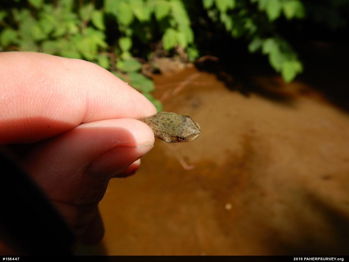 Green Frog