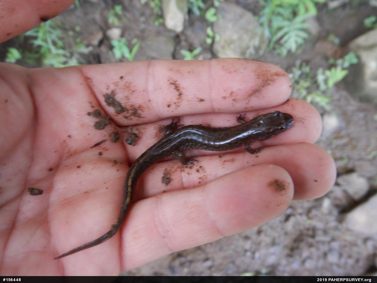 Northern Dusky Salamander