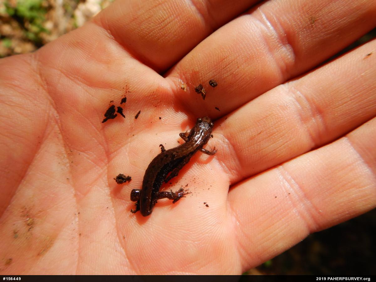 Allegheny Mountain Dusky Salamander