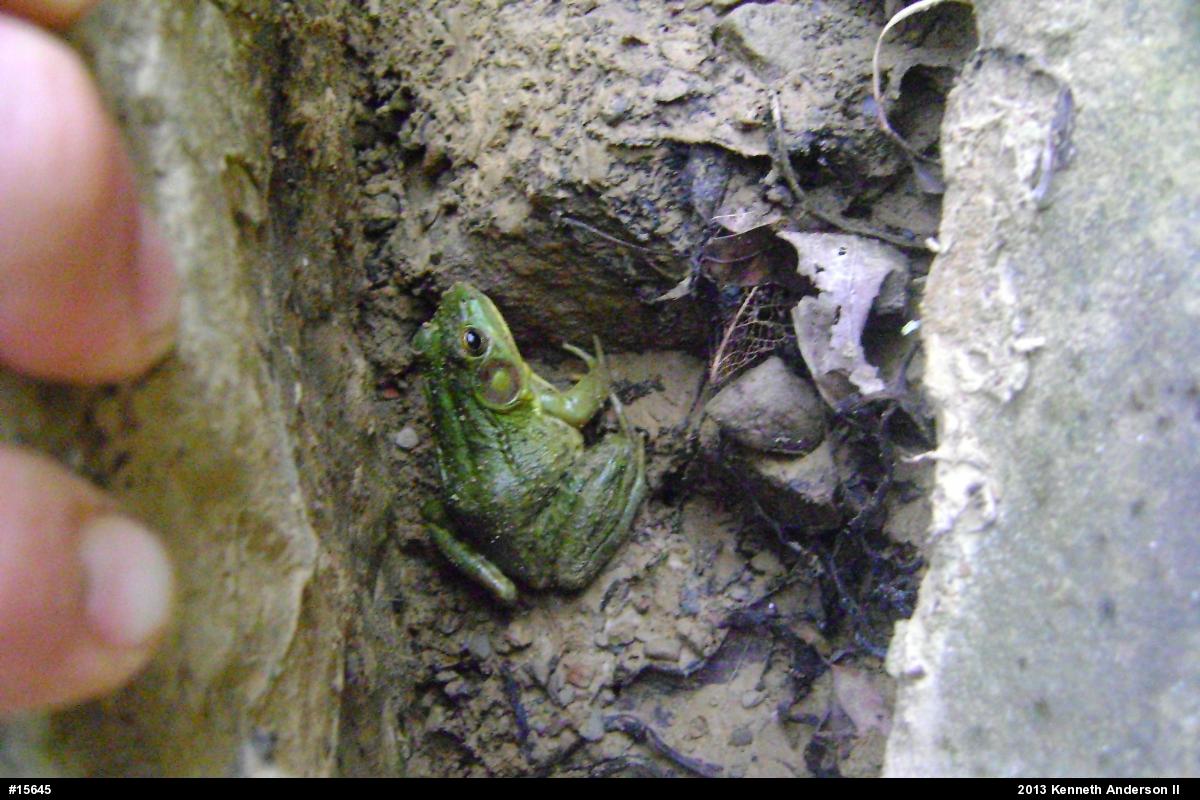 Green Frog