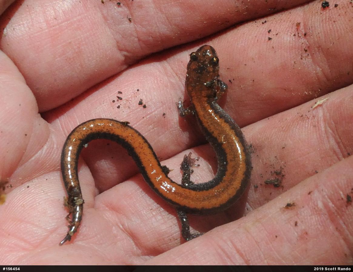 Eastern Red-backed  Salamander