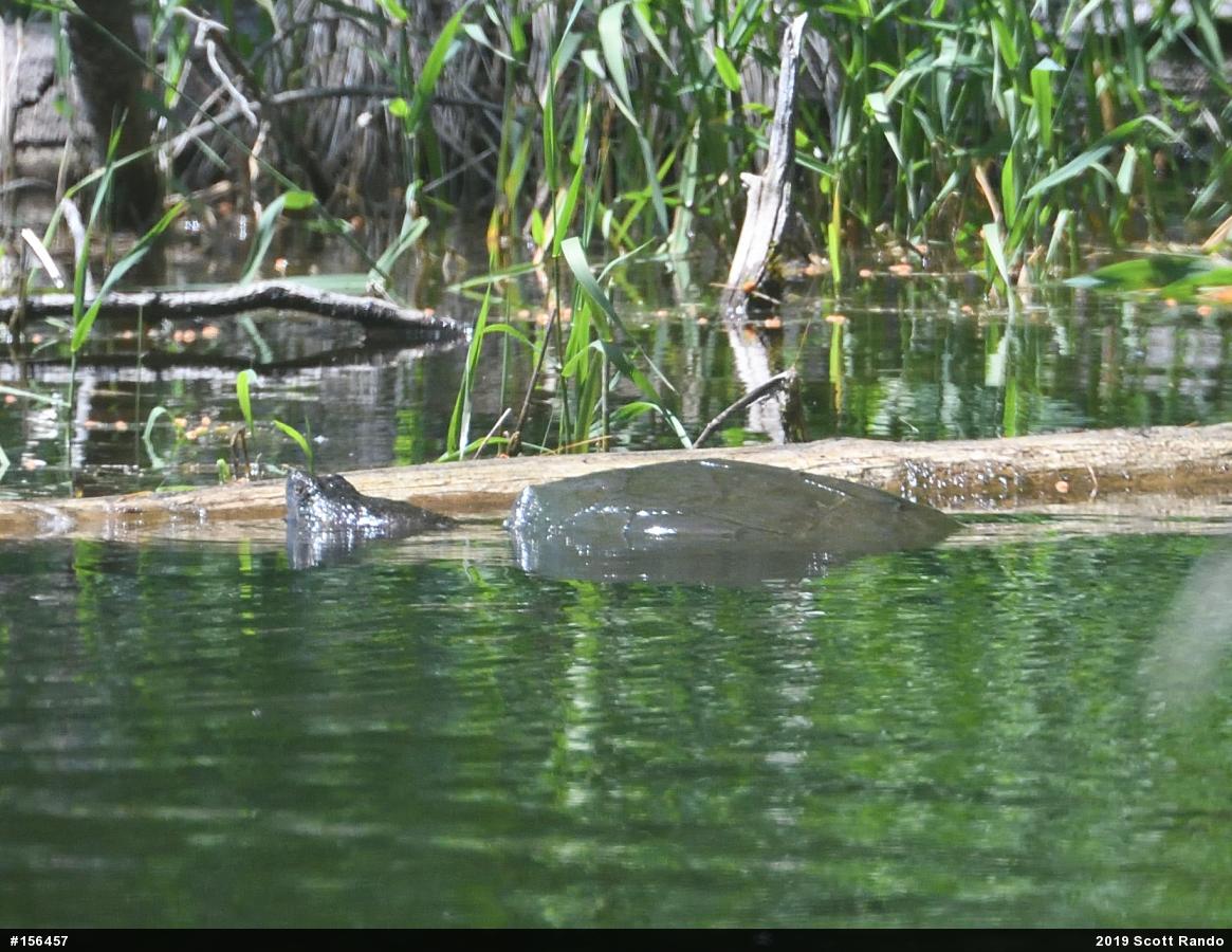 Snapping Turtle