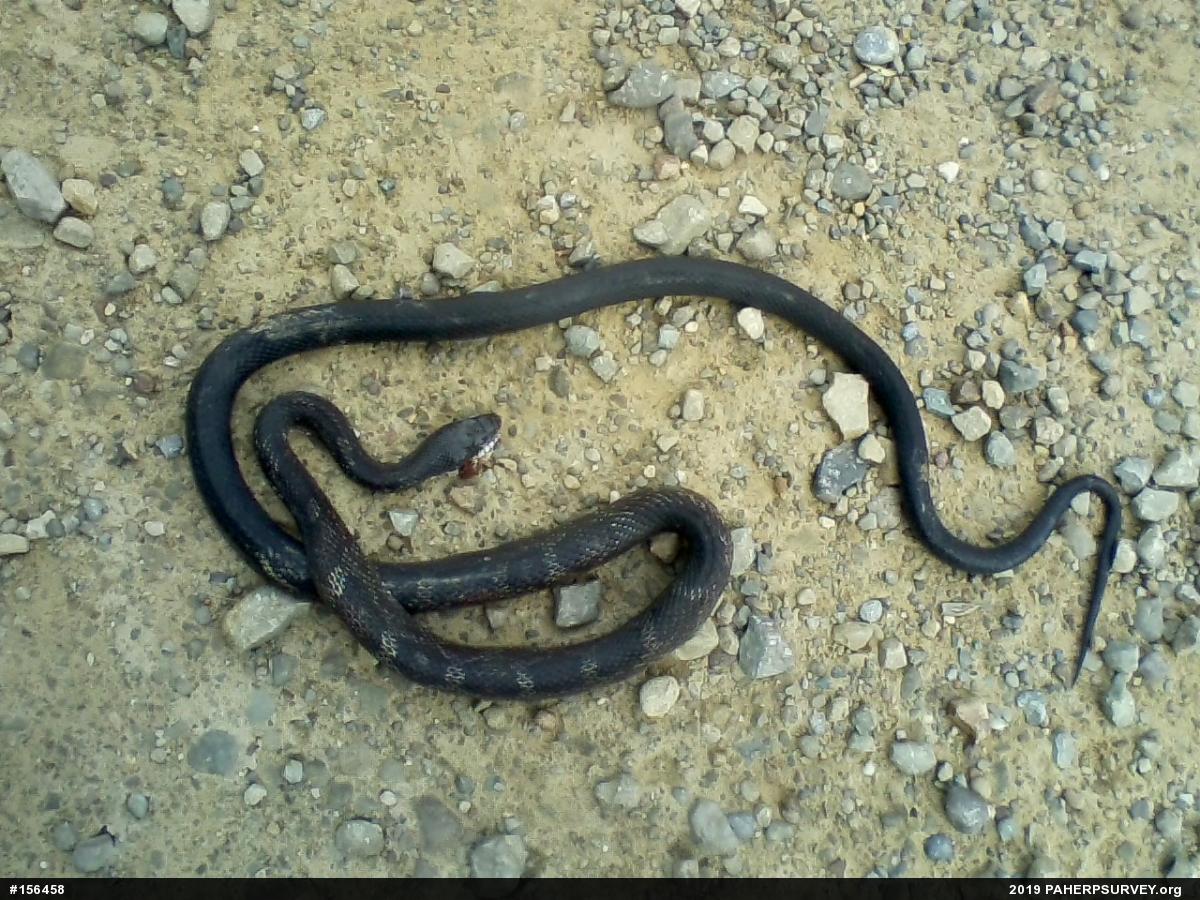 Eastern Ratsnake