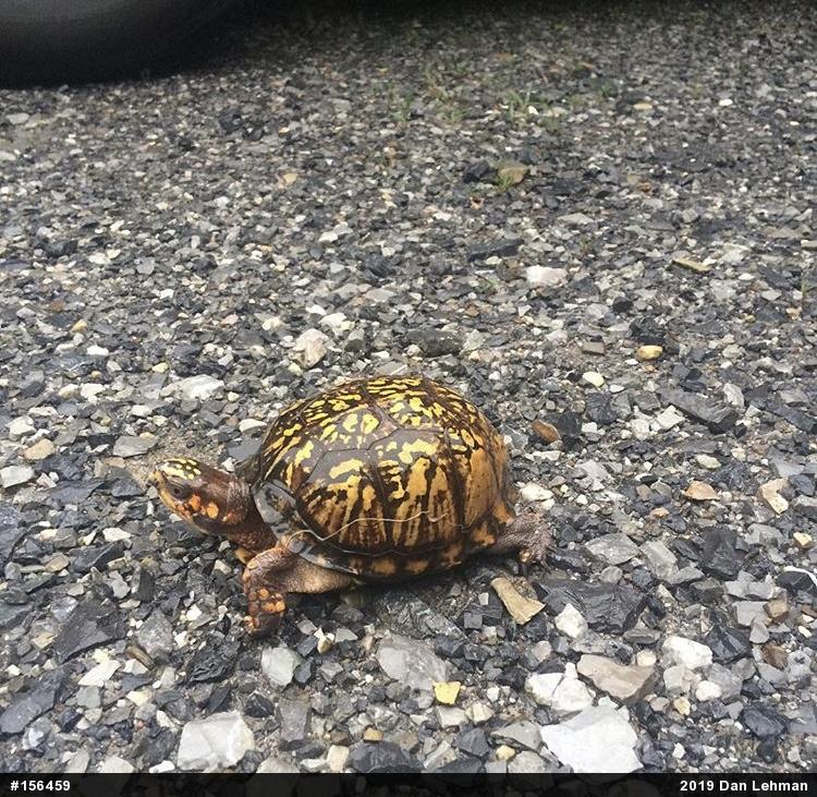 Eastern Box Turtle