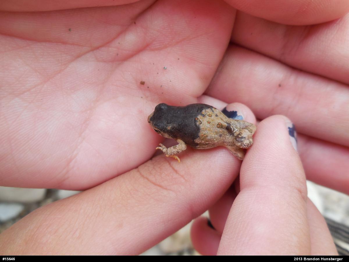 Fowler's Toad
