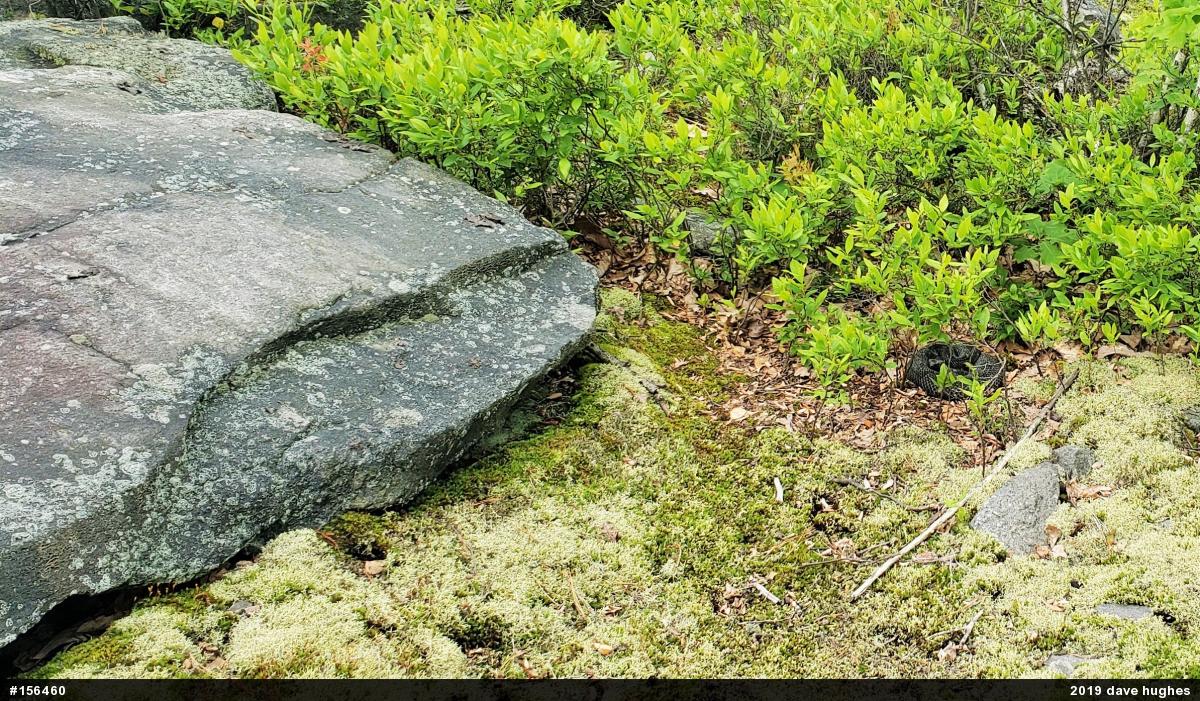 Timber Rattlesnake