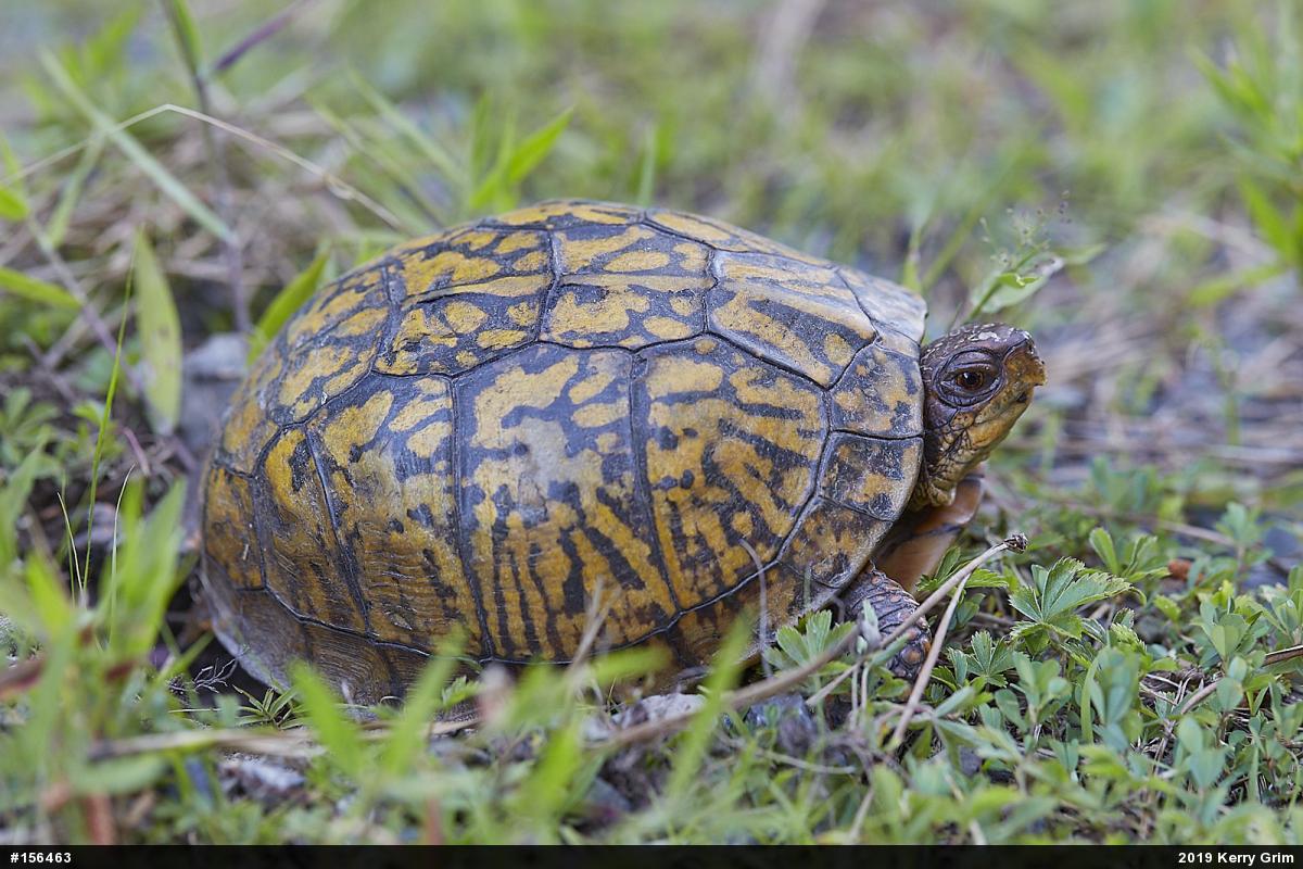Eastern Box Turtle