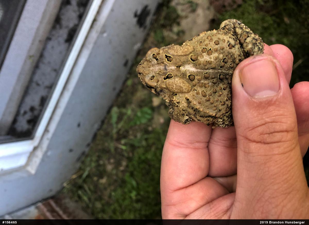 Eastern American Toad