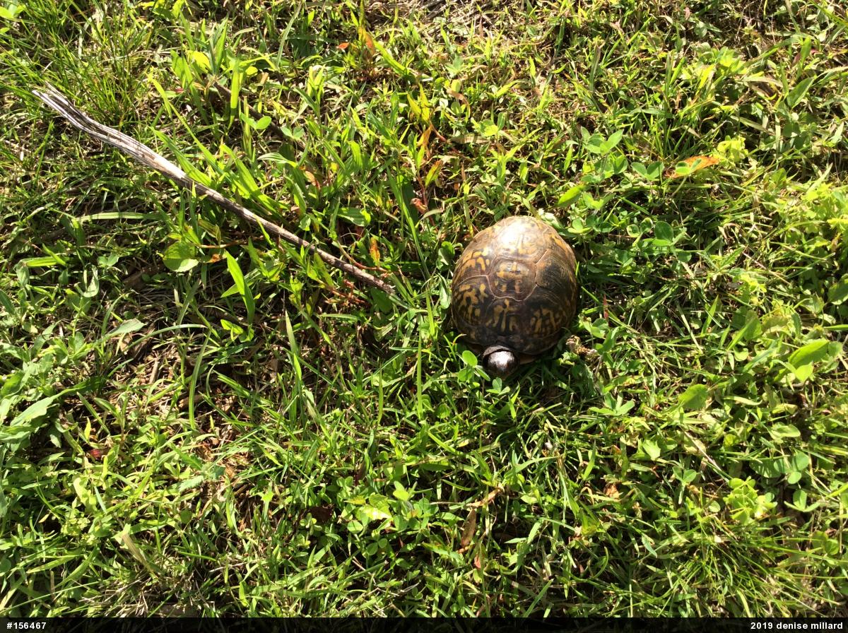Eastern Box Turtle