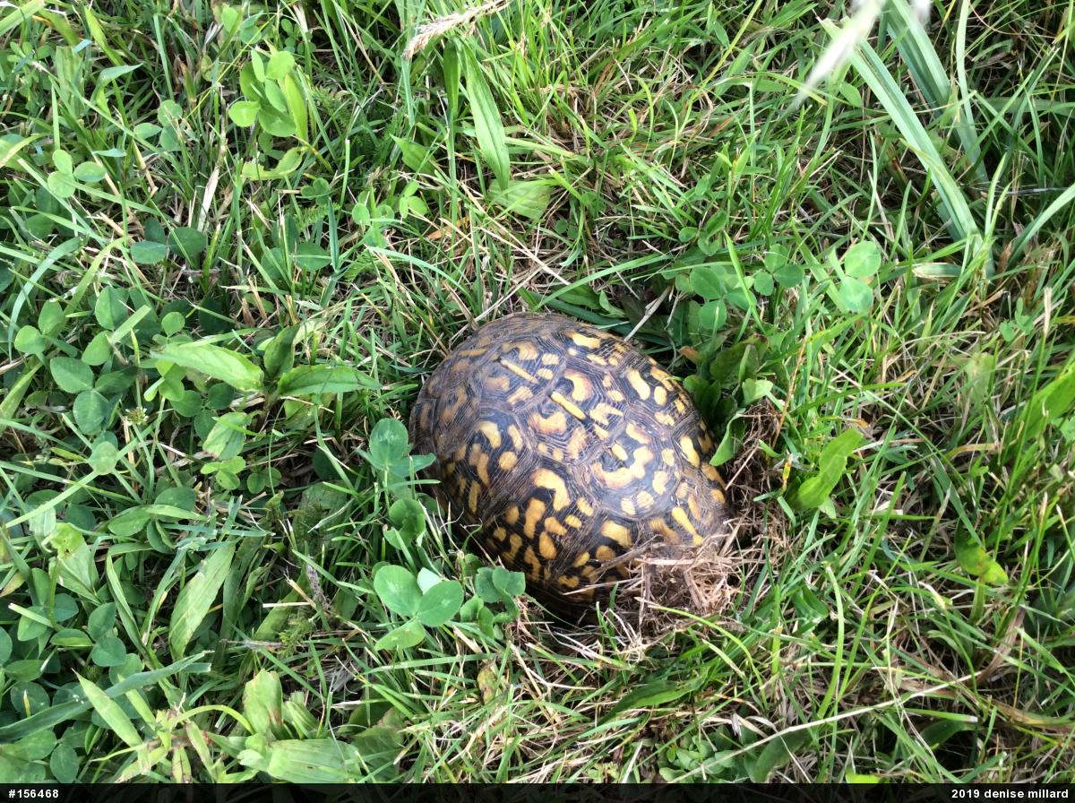 Eastern Box Turtle