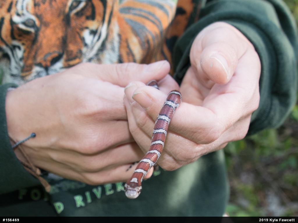 Eastern Milksnake
