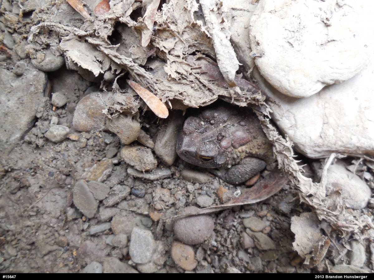 Eastern American Toad