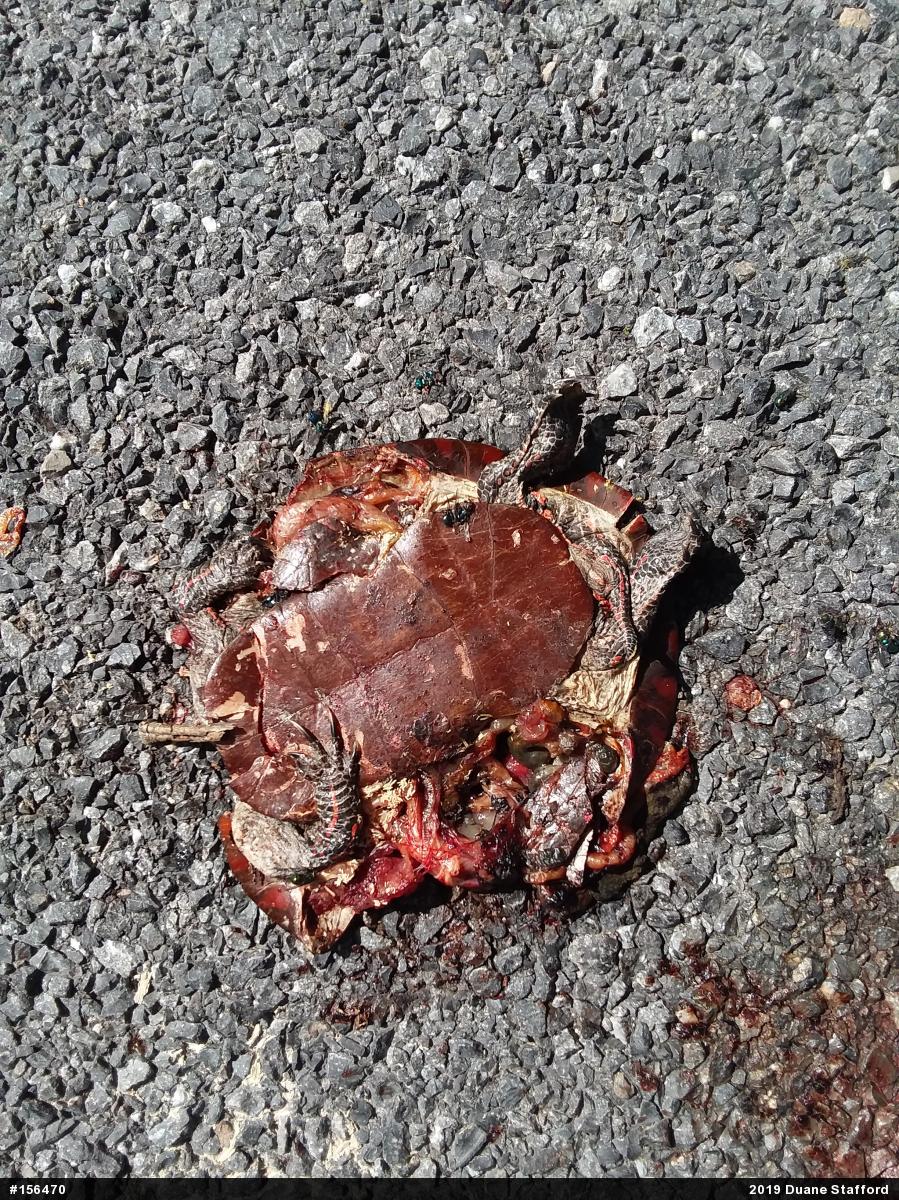 Painted Turtle