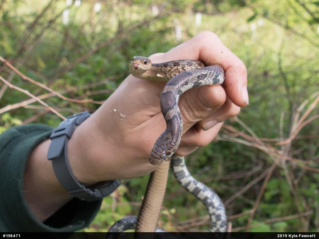 Eastern Milksnake