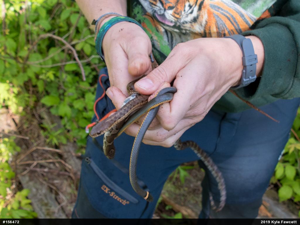 Eastern Gartersnake