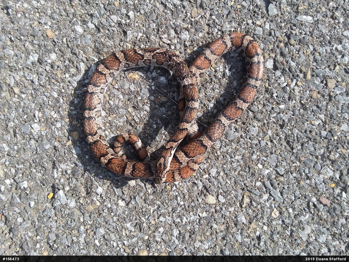 Eastern Milksnake