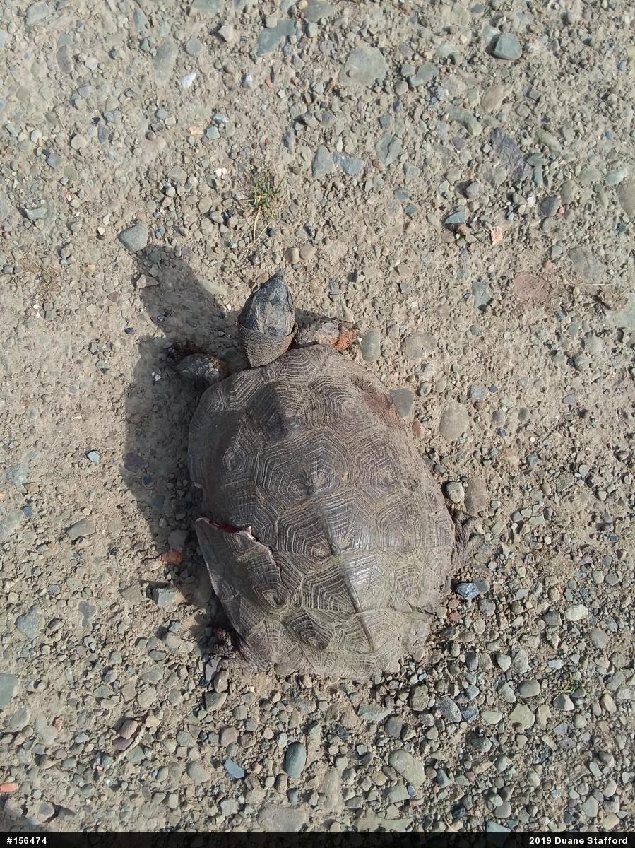 Wood Turtle