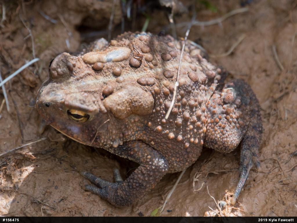 Eastern American Toad