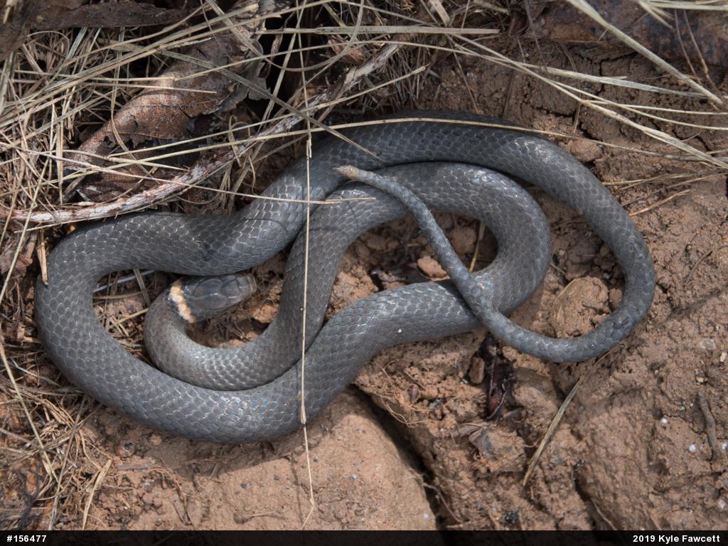 Northern Ring-necked Snake