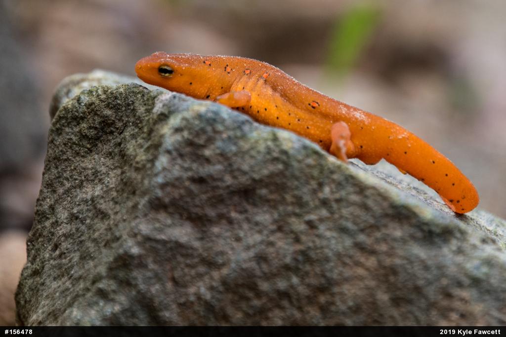 Red-spotted Newt