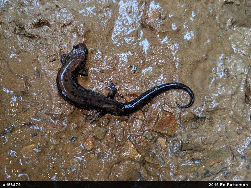 Allegheny Mountain Dusky Salamander