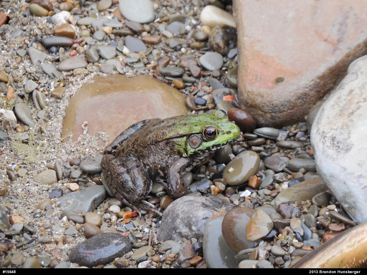 Green Frog