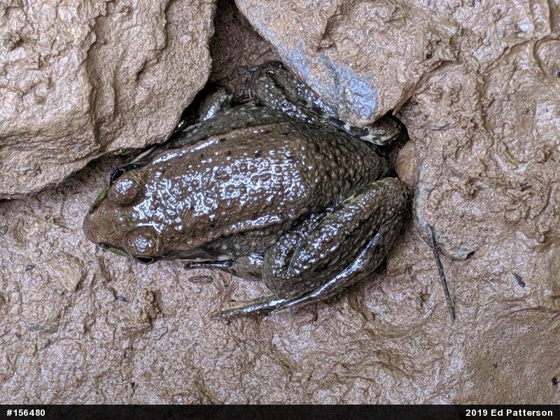 Green Frog