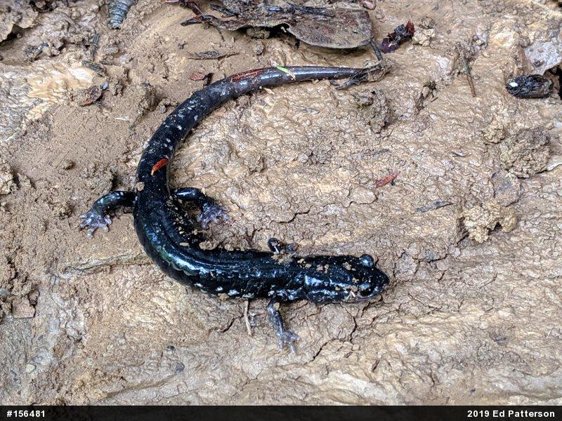 Northern Slimy Salamander