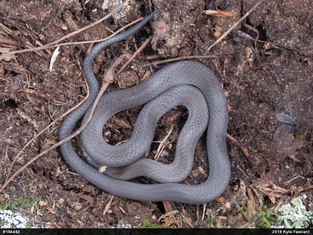 Northern Ring-necked Snake