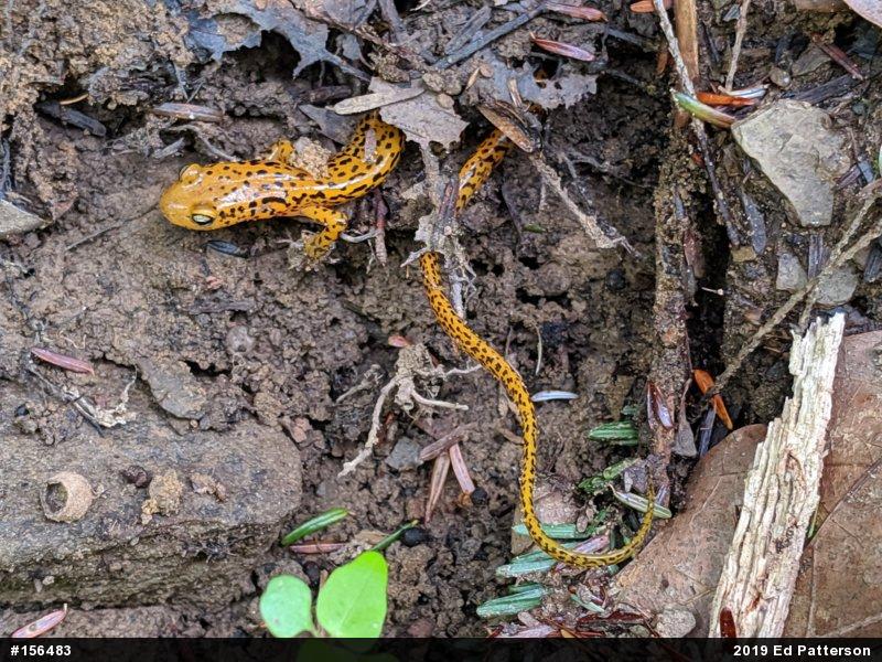Eastern Long-tailed Salamander