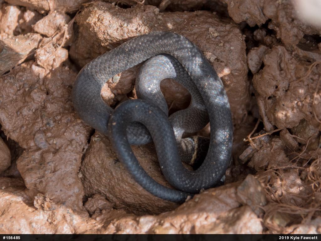Northern Ring-necked Snake