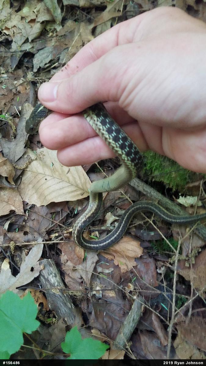 Eastern Gartersnake
