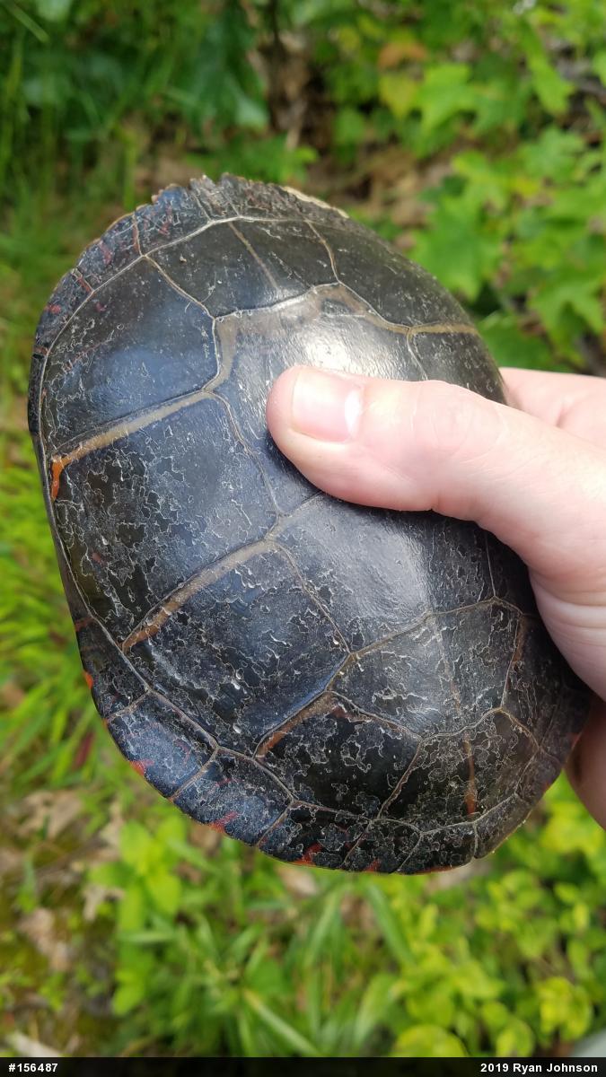 Painted Turtle