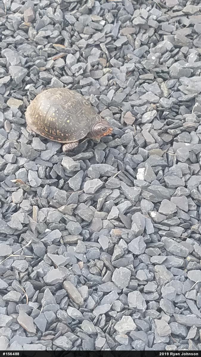 Eastern Box Turtle