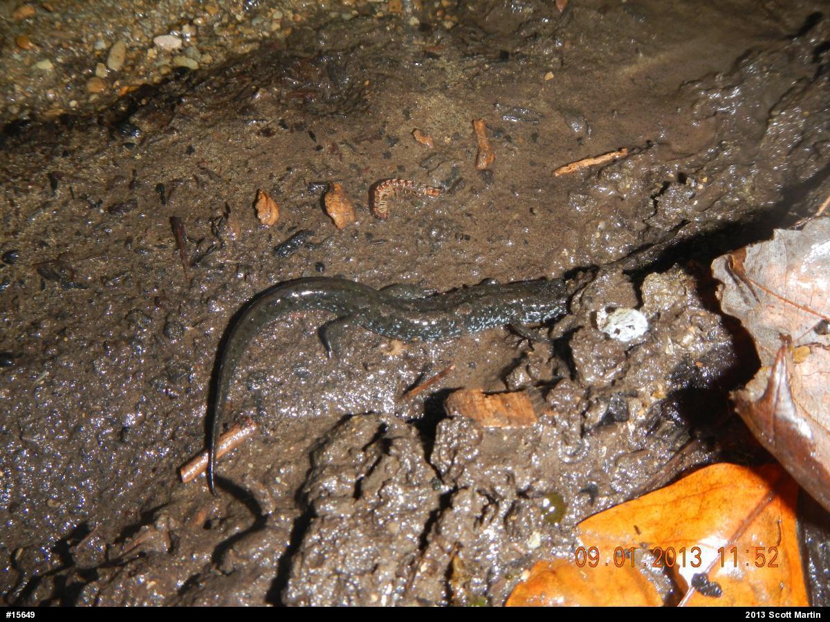 Northern Dusky Salamander