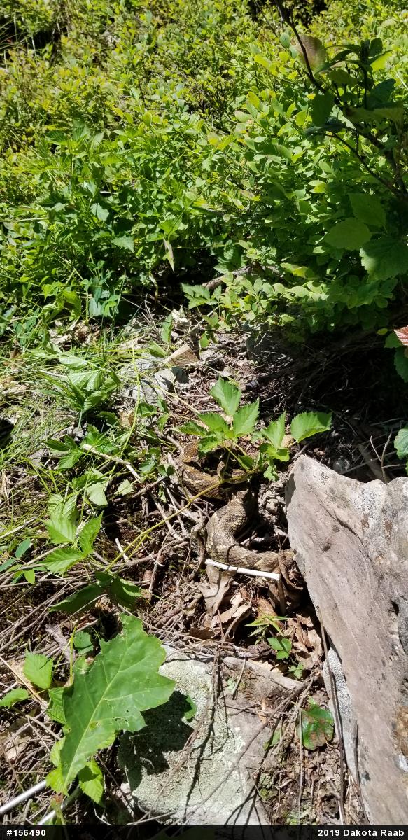 Timber Rattlesnake