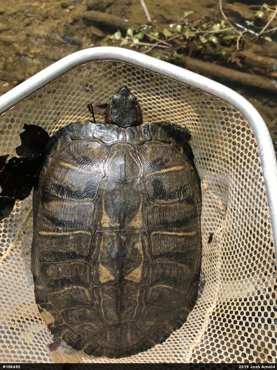 Red-eared Slider