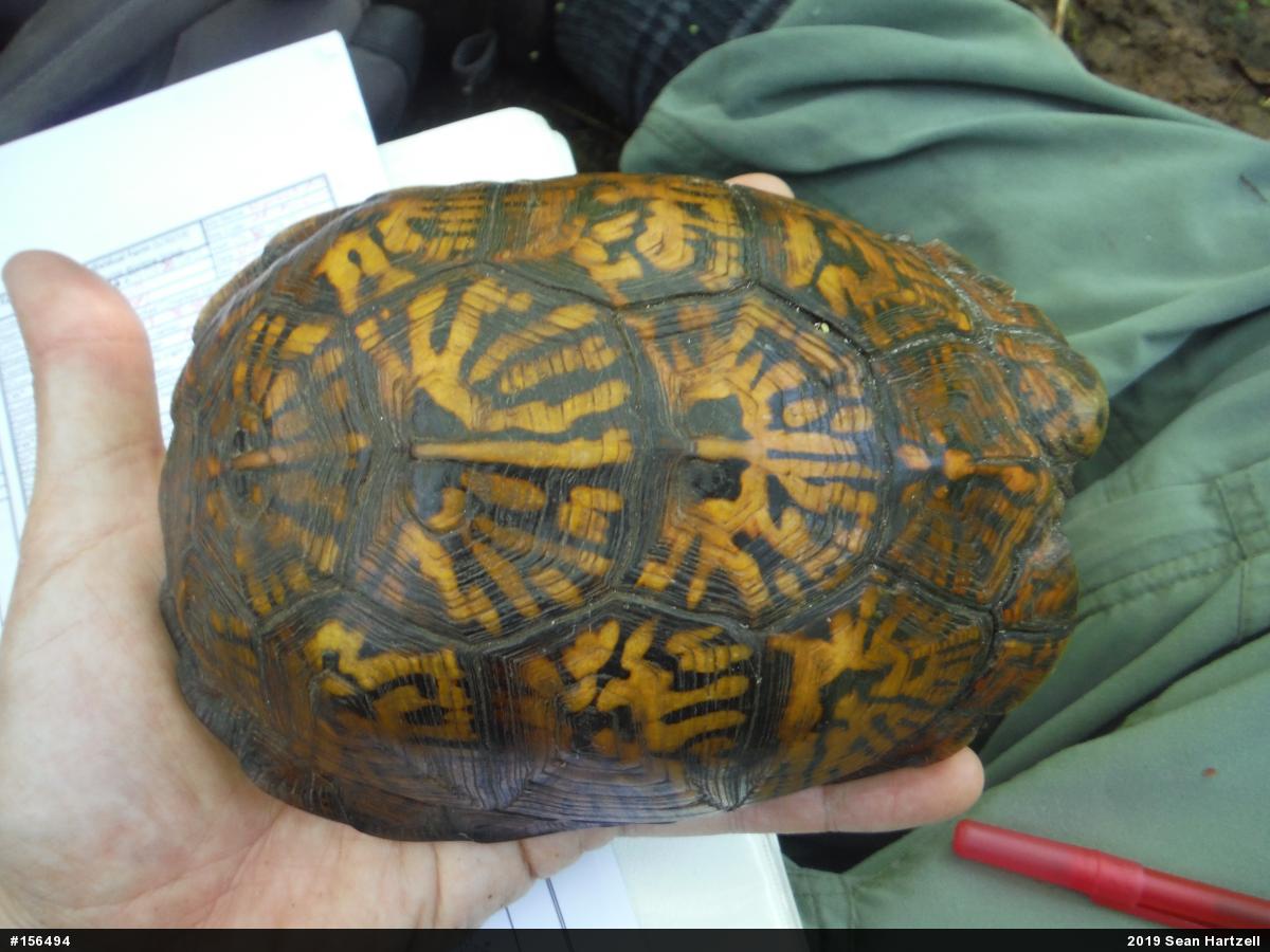 Eastern Box Turtle