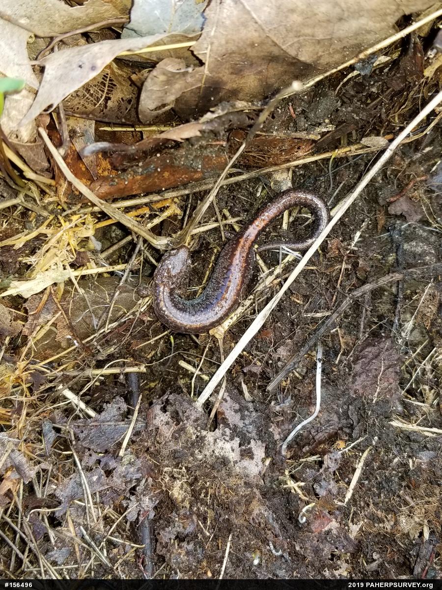 Eastern Red-backed  Salamander