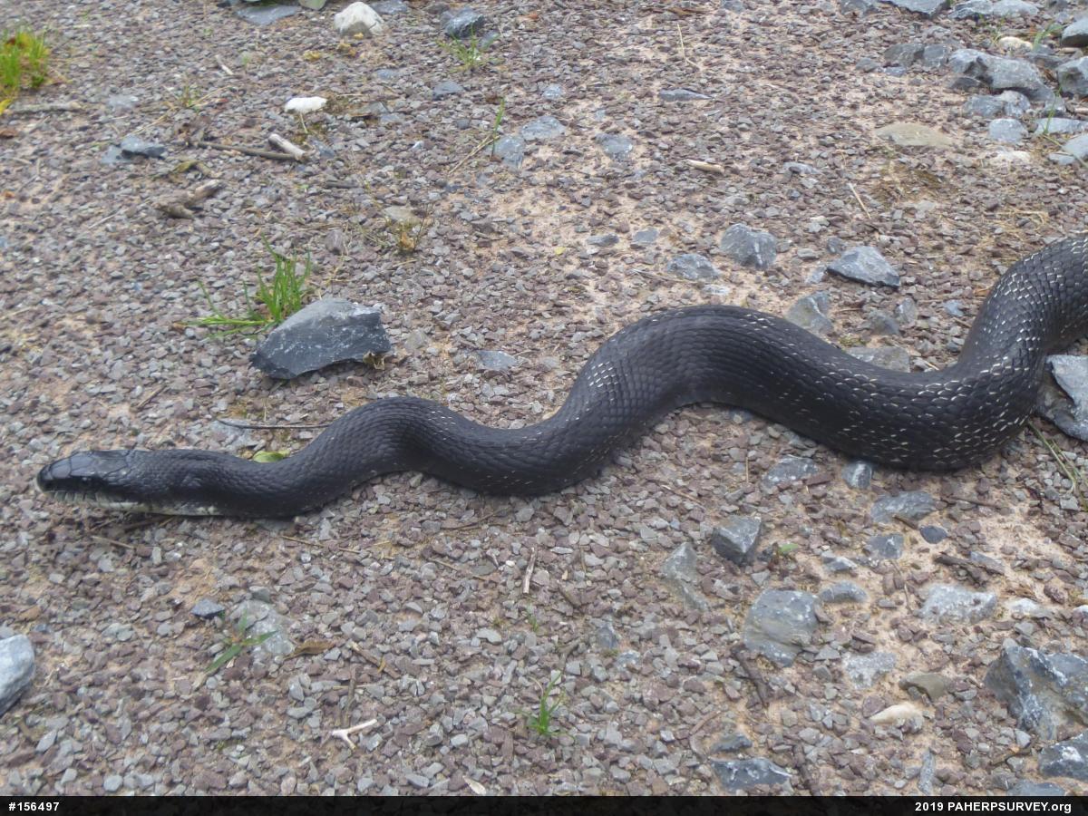 Eastern Ratsnake