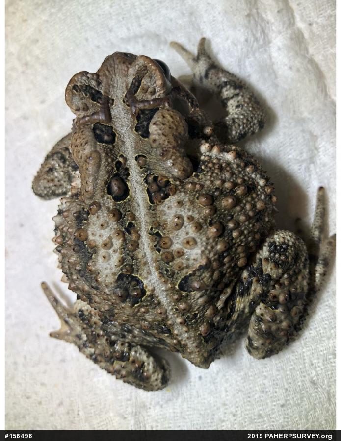 Eastern American Toad