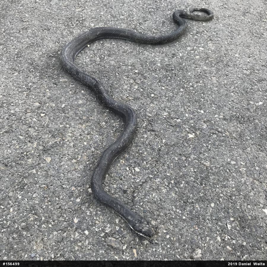 Eastern Ratsnake