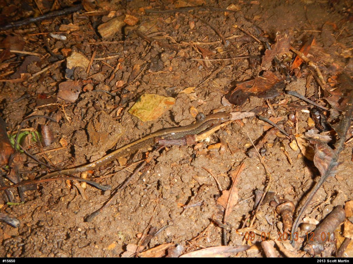 Northern Two-lined Salamander