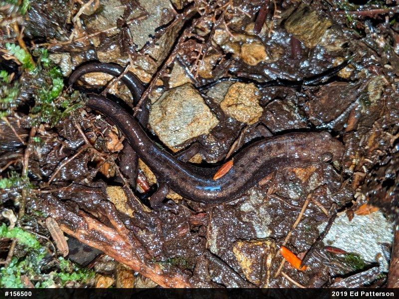 Allegheny Mountain Dusky Salamander
