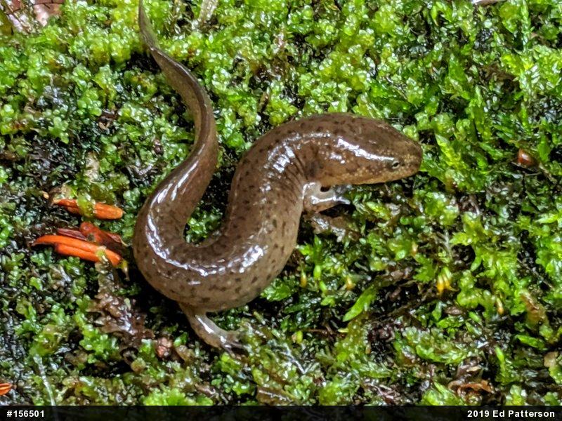 Northern Red Salamander