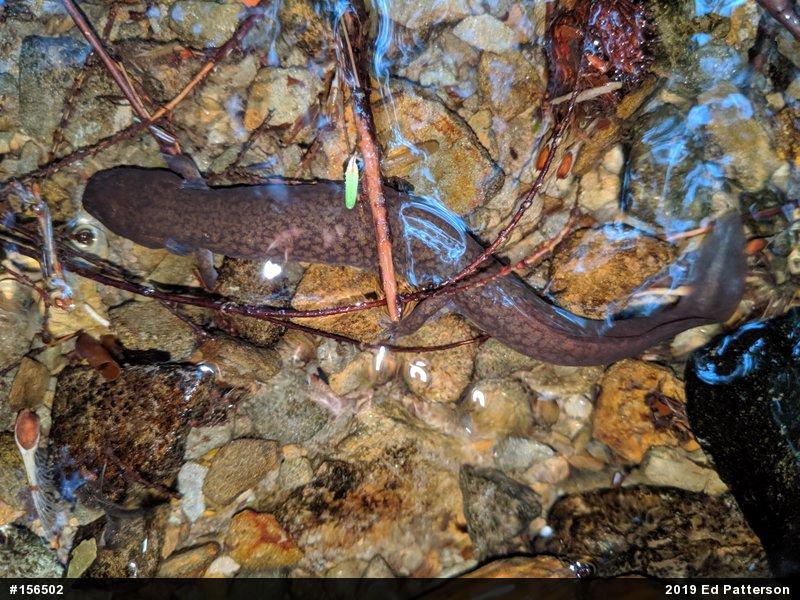 Northern Spring Salamander